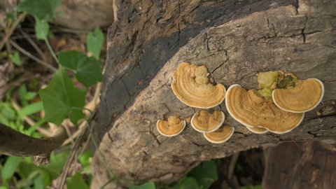 Polypores, polyporous fungus, grown on cut tree trunk. West Bengal, India