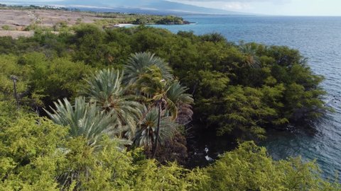 4K cinematic zoom drone shot over trees on the coastline near Kona on the Big Island of Hawaii. This lush scene, contrasted with the desert in the background, was filmed using a DJI Mini 2 drone.