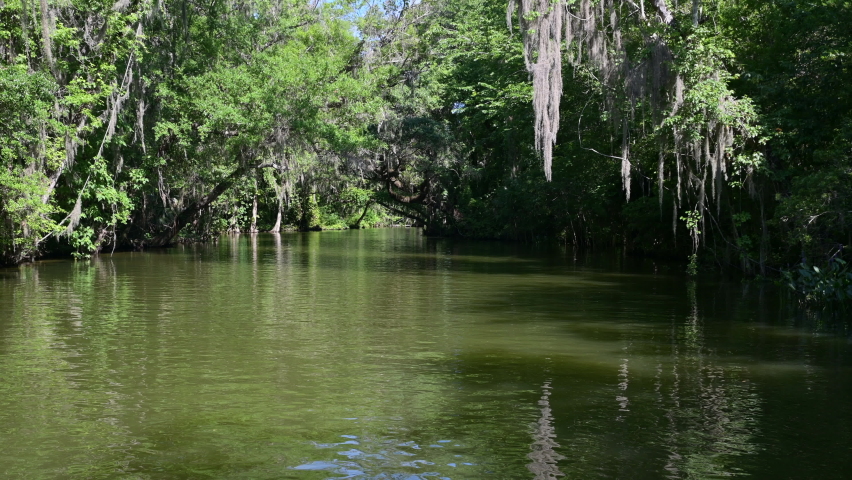 POV of a Calm boat trip sideview through a Cypress forest with Spanish moss hanging down, Dora canal, Florida.
