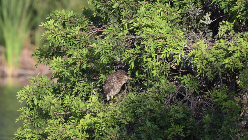 Black-crowned Night-Heron (Nycticorax nycticorax) juvenile perched in a bush, Venice, Florida