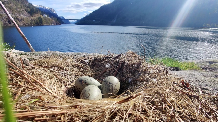 Three seagull eggs laying in nest with Norway fjord background and sunrays from top right corner - Static handheld closeup