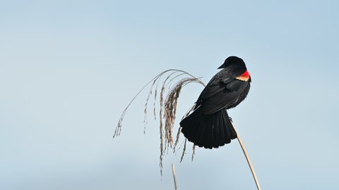 Red-winged Blackbird (Agelaius phoeniceus) male perched on reed stem, Florida, USA