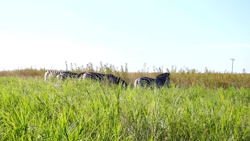 Zebras in long grass 100fps