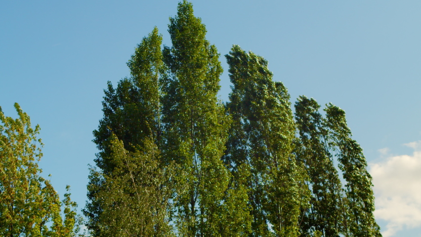 Poplars blow wind during hurricane. Wind strongly shakes branches poplars with green leaves against blue sky. Strong wind poplar trees during tropical storm typhoon wind season, climate change concept Royalty-Free Stock Footage #1090813315