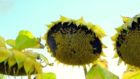 Sunflower harvest. Panorama. Row of sunflowers in sunbeams. High quality 4k footage
