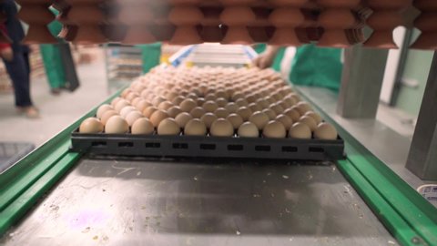 The process of sorting chicken eggs with a suction machine based on predetermined size standards.