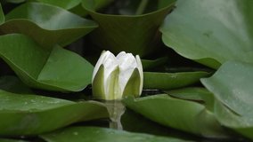 Footage of white water lily flower. UHD video of Nymphaea blooming in the pond  surrounded by leaves.