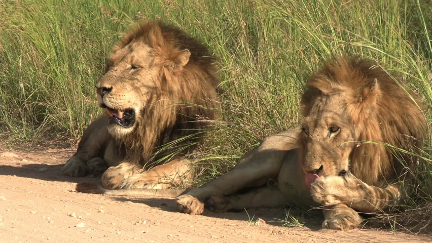 Close Up of Two African Lions on Dusty Road Resting and Yawning. Wild Animals in Natural Habitat