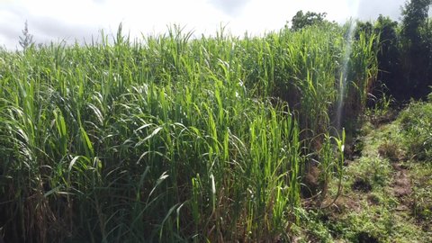 Reunion island sugar cane field landscape by drone