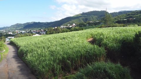 Reunion island sugar cane field landscape by drone