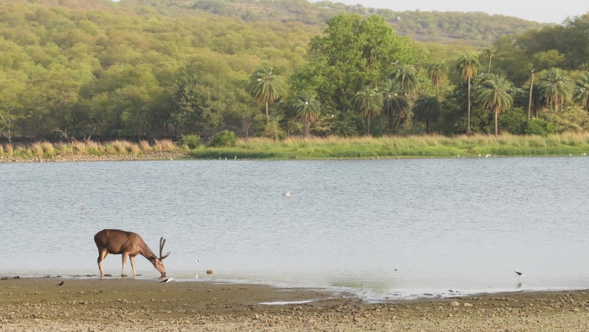 Wide or establishing shot of alert male sambar deer or rusa unicolor quenching thirst or drinking water from rajbagh lake in landscape of ranthambore national park forest rajasthan india asia