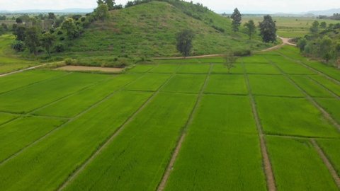 Aerial drone footage above square rice field