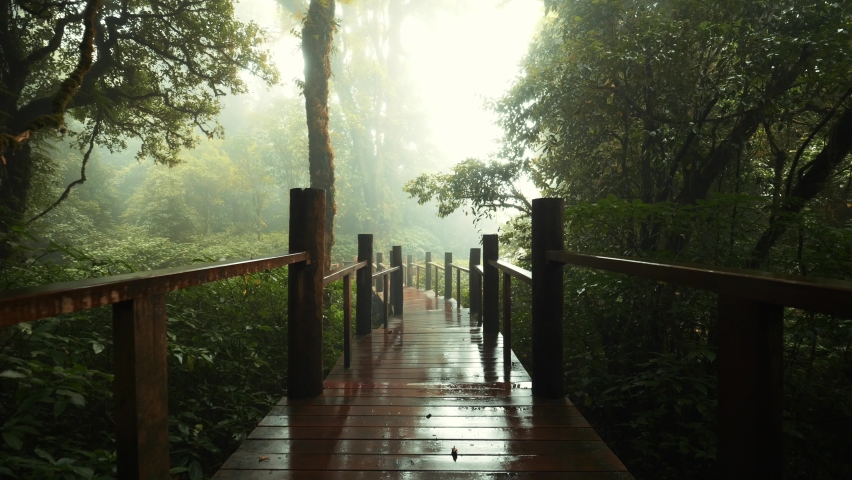 Walking on wooden deck path in rainy foggy rainforest jungle high quality 4K slowmotion steadycam footage, Thailand. Royalty-Free Stock Footage #1090827793