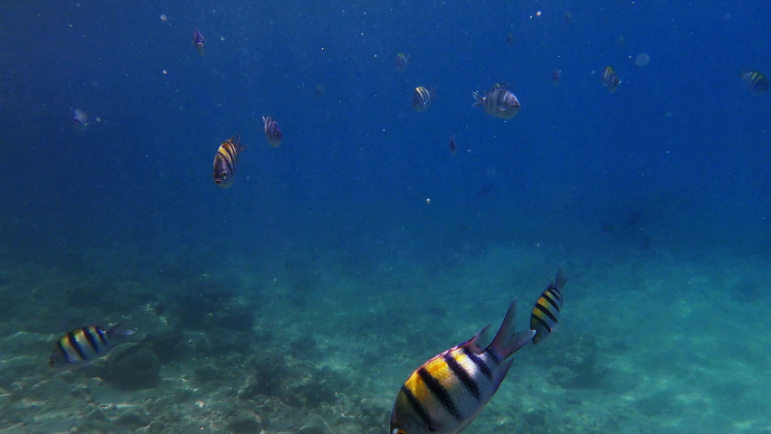 Colorful striped sergeant major fish in red sea in Egypt. Abudefduf saxatilis swim in shallow waters. Underwater world. Marine life. Nobody