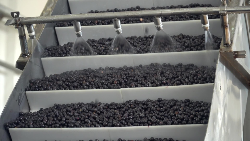 Acai berries being processed in a modern food industry factory. Organic açaí, Euterpe Oleracea,  from Amazon is washed, sanitized, crushed and frozen into pulp for export. Royalty-Free Stock Footage #1090831885