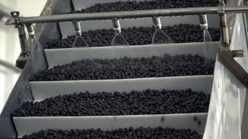 Acai berries being processed in a modern food industry factory. Organic açaí, Euterpe Oleracea,  from Amazon is washed, sanitized, crushed and frozen into pulp for export. | Shutterstock HD Video #1090831885