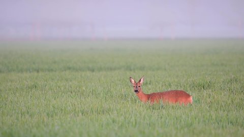 Roe deer female searchs food in the corn field and looks, spring, north rhine westphalia, (capreolus capreolus), germany