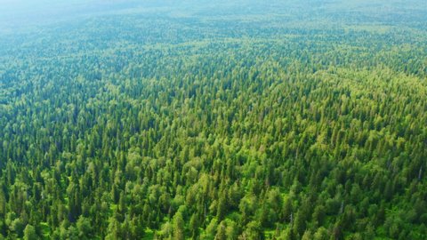 Dense beautiful mixed green forest in the summer. Aerial view