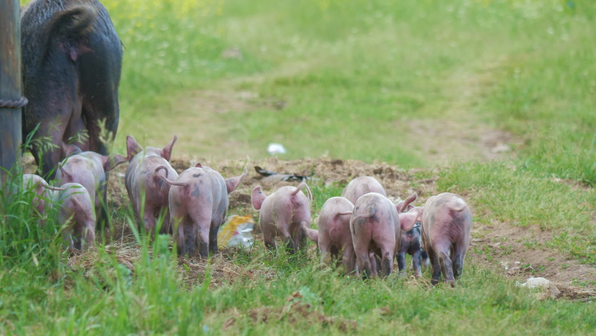 Piglets run after pig, breeding sow, sniff grass, ground on meadow. Family of livestock walking near pigsty in countryside. Cute newborn farm animals. Agriculture, farming, piggery