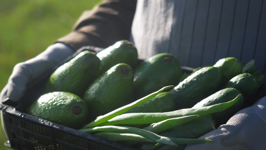 green avocados at local vegetables market. fresh harvest of avocado. avocado or alligator pear, organic vegetables cultivated in tropical and Mediterranean countries, avocado production