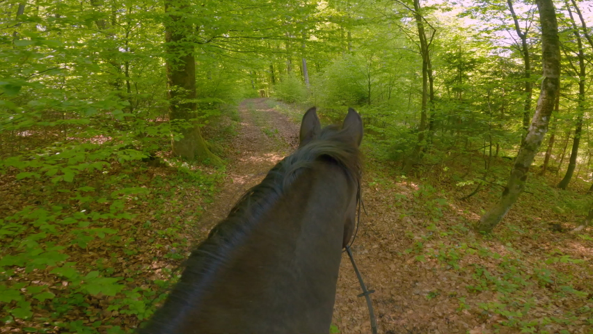 POINT OF VIEW: Horseman's view from horse saddle while walking along forest path. First person view of horseback riding through lush green nature. Spending quality time outdoors with a noble animal. Royalty-Free Stock Footage #1090841199