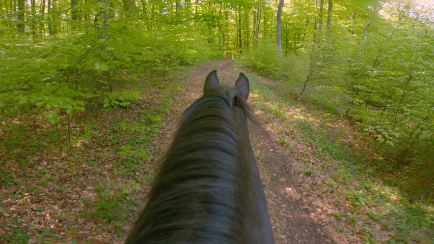 POINT OF VIEW: Horseman's view from horse saddle while walking along forest path. First person view of horseback riding through lush green nature. Spending quality time outdoors with a noble animal. | Shutterstock HD Video #1090841199