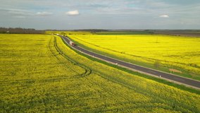 AERIAL: Cargo truck on a delivery mission moving across flowering farm landscape. Moving truck on an asphalt highway in the middle of yellow rapeseed fields in transit to transport and deliver goods.