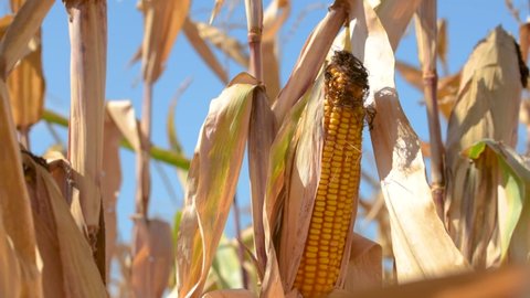 Ripe corn ear in maize crops field, selective focus