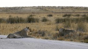 Yawning lion while resting on a road in Etosha, Namibia. Two lions. Wild safari in Africa. Safari ride. A Game drive. Wildlife watching in the comfort 4WD open safari vehicle. - Powered by Shutterstock - Get 15% off with code: PIKWIZARD15
