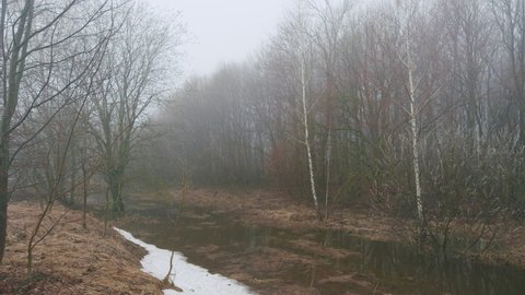 Foggy spring morning at the edge of the forest. Mystical concept.