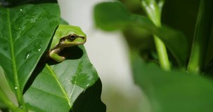 4K video of a tree frog about to sleep
