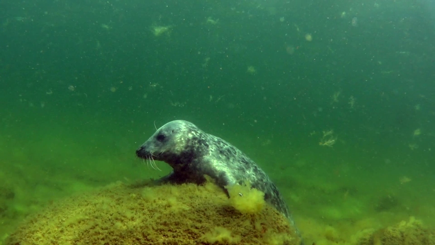 Funny young Grey seal (Halichoerus grypus) pup behind the rock is posing and waving to the photographer in the Baltic Sea, Estonia.