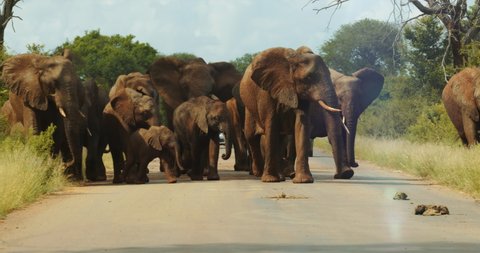 Large family herd of elephant walking towards us in the road. Kruger Park safari. High quality 4k footage