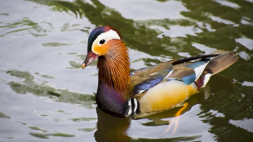 Mandarin Duck Swimming On Lake Near Stock Footage Video (100% Royalty ...