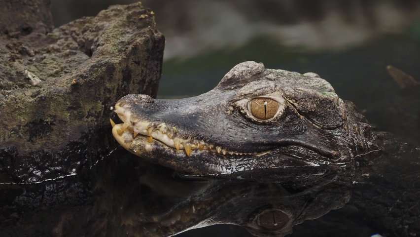 Head of a crocodile (Paleosuchus palpebrosus). Dwarf Caiman.