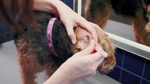 Dog grooming salon. Woman cleans the ears of an Airedale brown dog in dog salon. Pet care