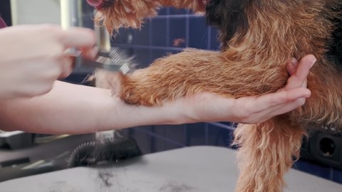 Dog grooming salon. Woman combing purebred curly brown dog Airedale in grooming salon. Pet care