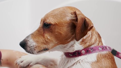 Dog grooming salon. Woman groomer bathes the purebred dog Jack Russell Terrier in bathtub. Pet care