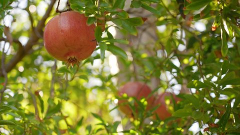 Riping red pomegranate fruits hanging on tree branches in sunny sunrise or sunset garden isolated on blue sky background. Magic sun flares sparkling slowly among branches and green bokeh backdrop