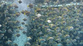 Underwater Sea Tropical Life, video