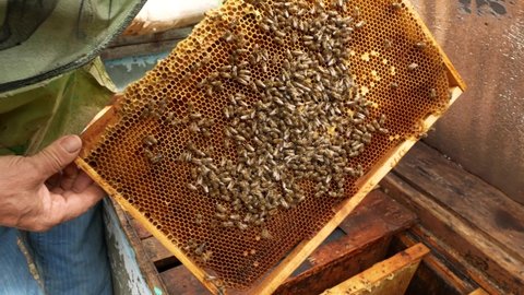 The beekeeper took a frame with bees from the hive and examines it. Organic honey production