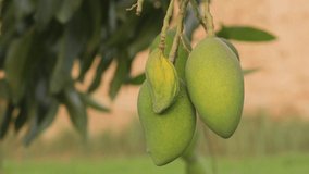 4k footage of Organic green raw Mangoes Fruit hanging from a tree. Unripe mangoes hanging on tree.  Agriculture of mangoes. Mango Fruit Hanging On Mango Tree. Close up view of raw Mango Fruits.