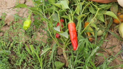 Close up 4K of beautiful and red chilli pepper trees growing in the farm.Farmer's hands picking red chillie pepper.which is organic vegetable cultivation or home gardening.Farmer harvesting red Chili.