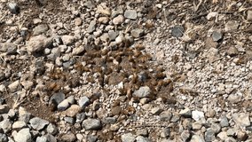 4K HD video zooming in on dozens of Honey bees apparently digging in dirt under gravel walkway
