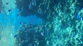 VERTICAL VIDEO: School of Lunar Fusilier (Caesio lunaris) swims near sailing through a rift in a coral reef. Sun rays in beautiful underwater canyon in the Red Sea. Underwater life in the ocean