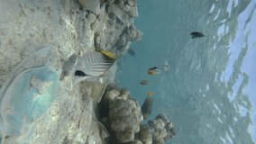 VERTICAL VIDEO: Beautiful coral reef covered with plastic and other garbage, colorful tropical fish swims over this debris. Top view. Camera slowly moving forward. Close-up