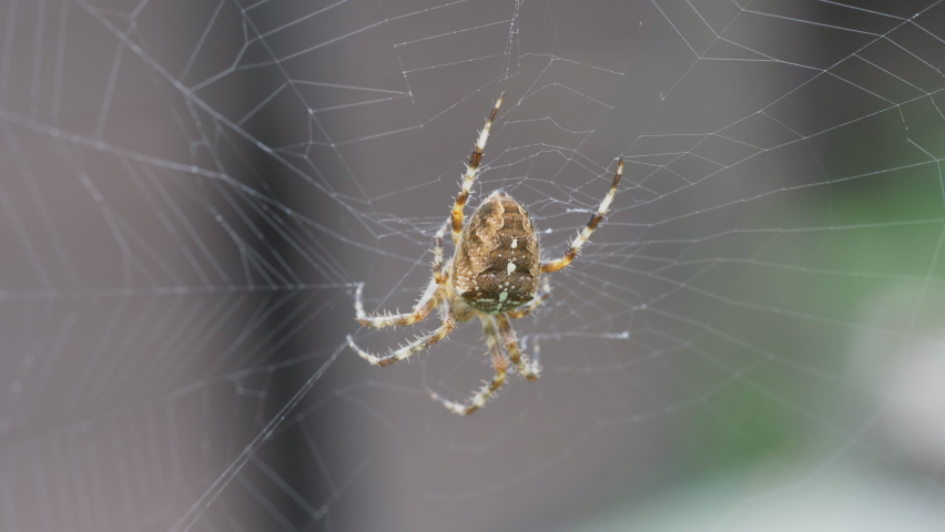 Garden spider (Araneus diadematus) resting in the middle of the web