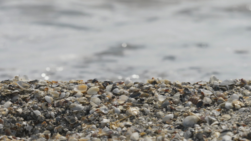 Detail of shells scallops sand and pebbles on the beach - Powered by Shutterstock - Get 15% off with code: PIKWIZARD15