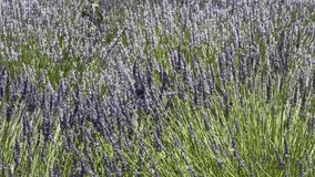 4K HD video of dozens of honey bees collecting pollen from field of lavender flowers on a windy day.
