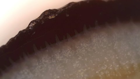 Microscope Seawater Clam 1200x 9